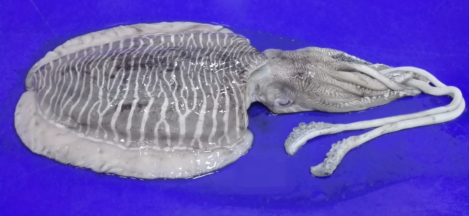 CUTTLEFISH WHOLE