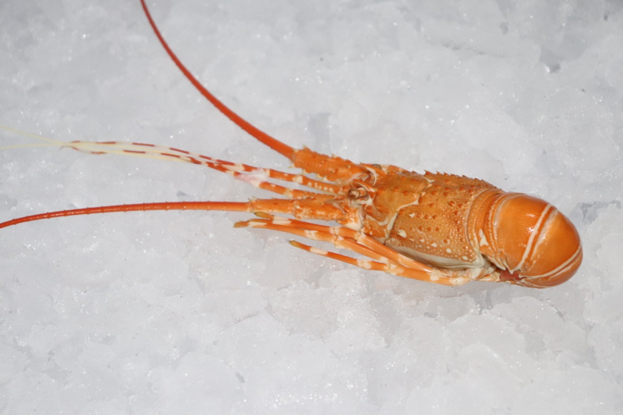COOKED ROCK LOBSTER