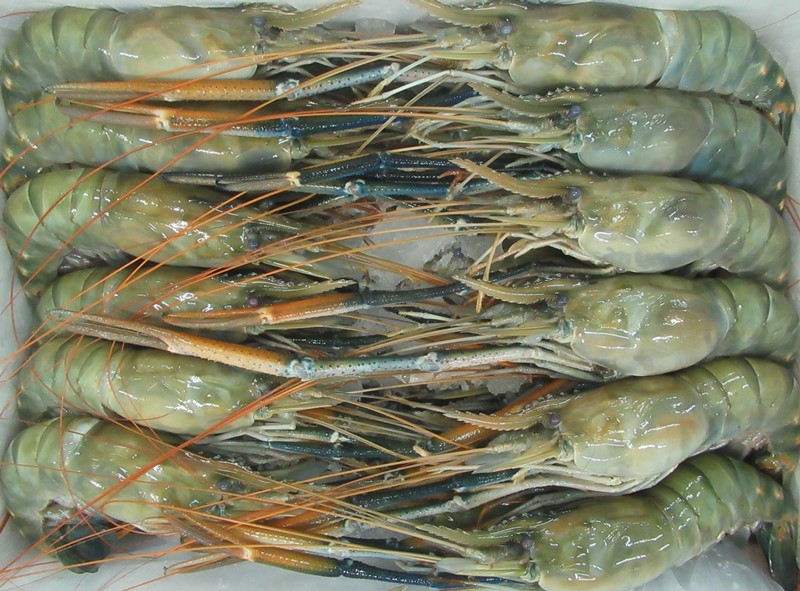 FRESHWATER PRAWN- SCAMPI