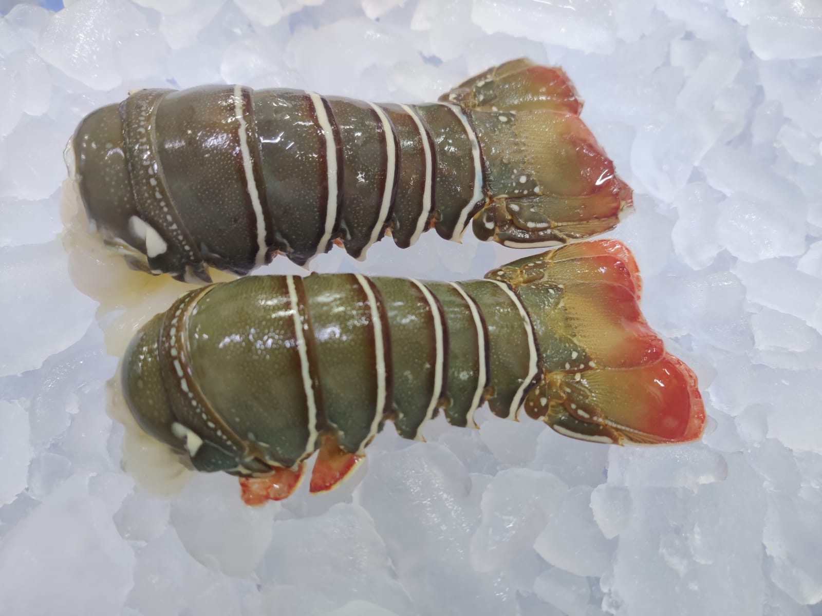 ROCK LOBSTER TAIL